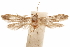  (Blastobasis paludis - CCDB-29478-B10)  @11 [ ] CreativeCommons - Attribution (2018) CBG Photography Group Centre for Biodiversity Genomics