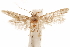  ( - CCDB-29478-B11)  @11 [ ] CreativeCommons - Attribution (2018) CBG Photography Group Centre for Biodiversity Genomics
