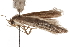  ( - CCDB-29478-C02)  @11 [ ] CreativeCommons - Attribution (2018) CBG Photography Group Centre for Biodiversity Genomics