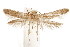  (Blastobasis rotullae - CCDB-29478-C04)  @11 [ ] CreativeCommons - Attribution (2018) CBG Photography Group Centre for Biodiversity Genomics