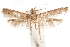  (Blastobasis vesta - CCDB-29478-C06)  @11 [ ] CreativeCommons - Attribution (2018) CBG Photography Group Centre for Biodiversity Genomics