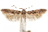 ( - CCDB-29478-C09)  @11 [ ] CreativeCommons - Attribution (2018) CBG Photography Group Centre for Biodiversity Genomics