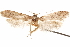 ( - CCDB-29478-C10)  @11 [ ] CreativeCommons - Attribution (2018) CBG Photography Group Centre for Biodiversity Genomics