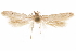  ( - CCDB-29478-C11)  @11 [ ] CreativeCommons - Attribution (2018) CBG Photography Group Centre for Biodiversity Genomics