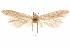  (Blastobasis sp. 1 - CCDB-29478-C12)  @11 [ ] CreativeCommons - Attribution (2018) CBG Photography Group Centre for Biodiversity Genomics