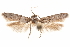  (Blastobasis sp. 2 - CCDB-29478-D01)  @11 [ ] CreativeCommons - Attribution (2018) CBG Photography Group Centre for Biodiversity Genomics