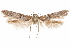  ( - CCDB-29478-D02)  @11 [ ] CreativeCommons - Attribution (2018) CBG Photography Group Centre for Biodiversity Genomics