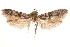  ( - CCDB-29478-D03)  @11 [ ] CreativeCommons - Attribution (2018) CBG Photography Group Centre for Biodiversity Genomics