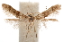  ( - CCDB-29478-D05)  @11 [ ] CreativeCommons - Attribution (2018) CBG Photography Group Centre for Biodiversity Genomics