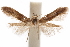  (Blastobasis sp. 5 - CCDB-29478-D06)  @11 [ ] CreativeCommons - Attribution (2018) CBG Photography Group Centre for Biodiversity Genomics