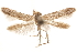  (Blastobasis V7A - CCDB-29478-D07)  @11 [ ] CreativeCommons - Attribution (2018) CBG Photography Group Centre for Biodiversity Genomics