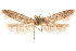  ( - CCDB-29478-D08)  @11 [ ] CreativeCommons - Attribution (2018) CBG Photography Group Centre for Biodiversity Genomics