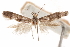  (Blastobasis Y2 - CCDB-29478-D10)  @11 [ ] CreativeCommons - Attribution (2018) CBG Photography Group Centre for Biodiversity Genomics