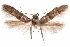  (Blastobasis V5 - CCDB-29478-D11)  @11 [ ] CreativeCommons - Attribution (2018) CBG Photography Group Centre for Biodiversity Genomics