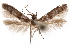  (Blastobasis Vxx - CCDB-29478-E02)  @11 [ ] CreativeCommons - Attribution (2018) CBG Photography Group Centre for Biodiversity Genomics