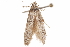  ( - CCDB-29478-E03)  @11 [ ] CreativeCommons - Attribution (2018) CBG Photography Group Centre for Biodiversity Genomics