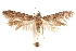  (Blastobasis sp. 7 - CCDB-29478-E04)  @11 [ ] CreativeCommons - Attribution (2018) CBG Photography Group Centre for Biodiversity Genomics
