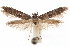  (Blastobasis sp. 8 - CCDB-29478-E05)  @11 [ ] CreativeCommons - Attribution (2018) CBG Photography Group Centre for Biodiversity Genomics