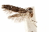  ( - CCDB-29478-E06)  @11 [ ] CreativeCommons - Attribution (2018) CBG Photography Group Centre for Biodiversity Genomics