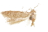  (Blastobasis sp. 10 - CCDB-29478-E09)  @11 [ ] CreativeCommons - Attribution (2018) CBG Photography Group Centre for Biodiversity Genomics