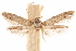  (Blastobasis sp. 11 - CCDB-29478-E11)  @11 [ ] CreativeCommons - Attribution (2018) CBG Photography Group Centre for Biodiversity Genomics