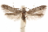  (Blastobasis sp. 13 - CCDB-29478-F02)  @11 [ ] CreativeCommons - Attribution (2018) CBG Photography Group Centre for Biodiversity Genomics