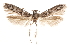  (Blastobasis sp. 14 - CCDB-29478-F03)  @11 [ ] CreativeCommons - Attribution (2018) CBG Photography Group Centre for Biodiversity Genomics
