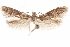  ( - CCDB-29478-F04)  @11 [ ] CreativeCommons - Attribution (2018) CBG Photography Group Centre for Biodiversity Genomics