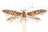  (Blastobasis sp. 16 - CCDB-29478-F06)  @11 [ ] CreativeCommons - Attribution (2018) CBG Photography Group Centre for Biodiversity Genomics