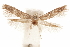  (Blastobasis sp. 17 - CCDB-29478-F07)  @11 [ ] CreativeCommons - Attribution (2018) CBG Photography Group Centre for Biodiversity Genomics