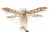  ( - CCDB-29478-F08)  @11 [ ] CreativeCommons - Attribution (2018) CBG Photography Group Centre for Biodiversity Genomics
