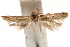  ( - CCDB-29478-H06)  @11 [ ] CreativeCommons - Attribution (2018) CBG Photography Group Centre for Biodiversity Genomics