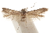  ( - CCDB-29479-A08)  @11 [ ] CreativeCommons - Attribution (2018) CBG Photography Group Centre for Biodiversity Genomics