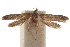  ( - CCDB-29479-A09)  @11 [ ] CreativeCommons - Attribution (2018) CBG Photography Group Centre for Biodiversity Genomics