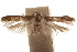  ( - CCDB-29479-C07)  @11 [ ] CreativeCommons - Attribution (2018) CBG Photography Group Centre for Biodiversity Genomics