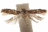  ( - CCDB-29479-C08)  @11 [ ] CreativeCommons - Attribution (2018) CBG Photography Group Centre for Biodiversity Genomics