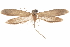  ( - CCDB-29479-C12)  @11 [ ] CreativeCommons - Attribution (2018) CBG Photography Group Centre for Biodiversity Genomics