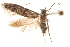  ( - CCDB-29479-D12)  @11 [ ] CreativeCommons - Attribution (2018) CBG Photography Group Centre for Biodiversity Genomics