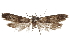  ( - CCDB-29479-F03)  @11 [ ] CreativeCommons - Attribution (2018) CBG Photography Group Centre for Biodiversity Genomics