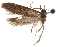  ( - CCDB-29479-F09)  @11 [ ] CreativeCommons - Attribution (2018) CBG Photography Group Centre for Biodiversity Genomics
