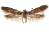  ( - CCDB-29479-F10)  @11 [ ] CreativeCommons - Attribution (2018) CBG Photography Group Centre for Biodiversity Genomics