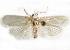  (Metathrinca iridostoma - CCDB-29480-C07)  @11 [ ] CreativeCommons - Attribution (2017) CBG Photography Group Centre for Biodiversity Genomics