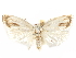  (Metathrinca tsugensis - CCDB-29480-C09)  @11 [ ] CreativeCommons - Attribution (2017) CBG Photography Group Centre for Biodiversity Genomics