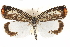 ( - CCDB-29480-D07)  @11 [ ] CreativeCommons - Attribution (2017) CBG Photography Group Centre for Biodiversity Genomics