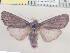  ( - CCDB-29480-E01)  @12 [ ] CreativeCommons - Attribution Non-Commercial Share-Alike (2017) E.H.Metzler Smithsonian Institution National Museum