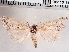  (Acopa - CCDB-29480-E09)  @14 [ ] CreativeCommons - Attribution Non-Commercial Share-Alike (2017) E.H.Metzler Smithsonian Institution National Museum