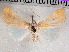  ( - CCDB-29480-G01)  @14 [ ] CreativeCommons - Attribution Non-Commercial Share-Alike (2017) E.H.Metzler Smithsonian Institution National Museum