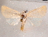 ( - CCDB-29480-G09)  @14 [ ] CreativeCommons - Attribution Non-Commercial Share-Alike (2017) E.H.Metzler Smithsonian Institution National Museum