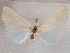  ( - CCDB-29480-G10)  @13 [ ] CreativeCommons - Attribution Non-Commercial Share-Alike (2017) E.H.Metzler Smithsonian Institution National Museum