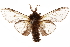  ( - CCDB-29493-A01)  @11 [ ] CreativeCommons - Attribution (2018) CBG Photography Group Centre for Biodiversity Genomics